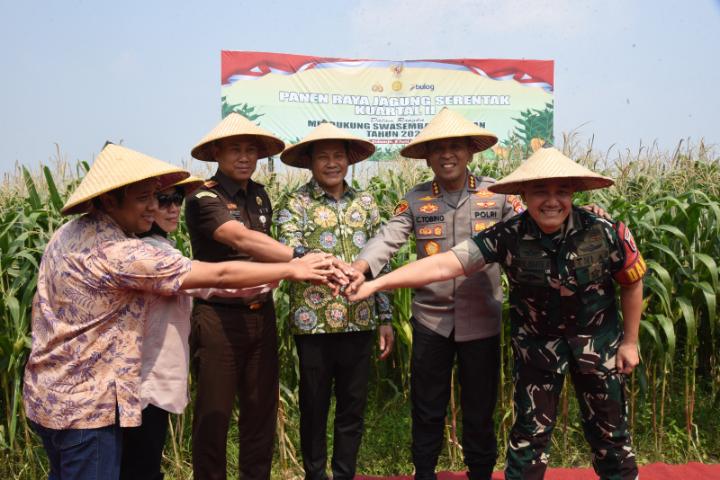 Bantuan 300 Ton Benih Jagung