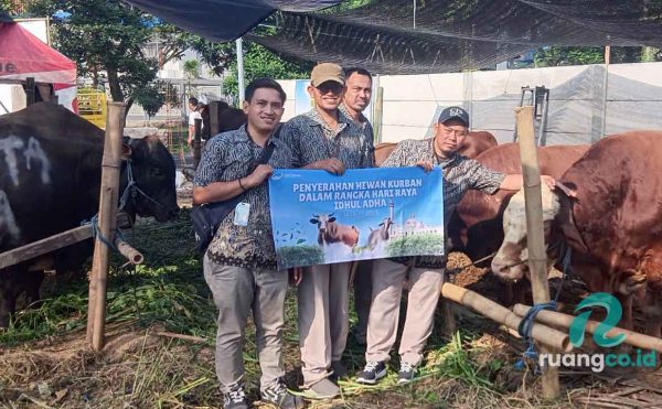 4 Sapi Kurban Surya Sembada