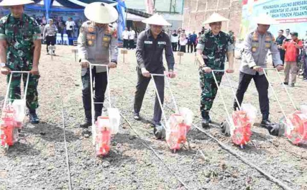 tanam jagung Sidoarjo