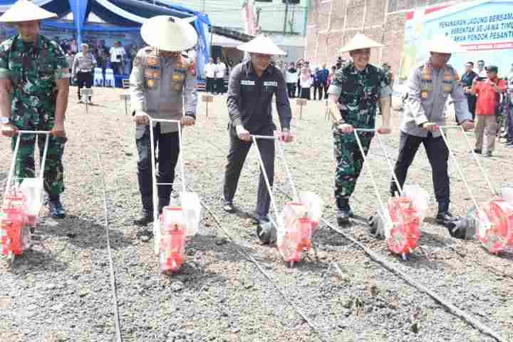 tanam jagung Sidoarjo