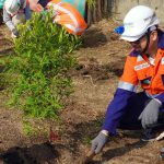 Program penghijauan pelabuhan