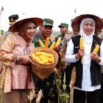 Panen Raya Jagung Sidoarjo