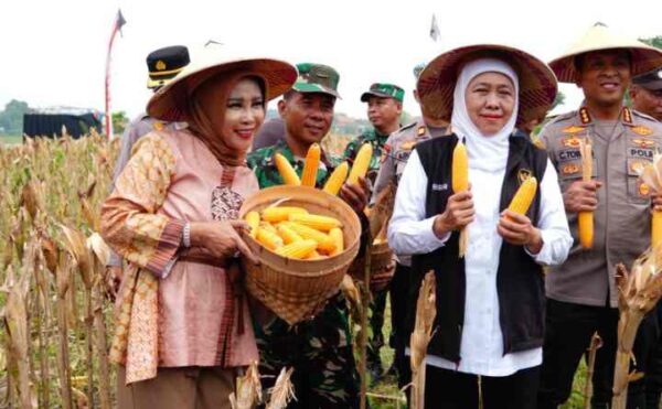 Panen Raya Jagung Sidoarjo