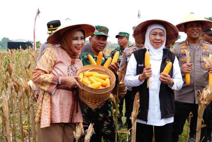 Panen Raya Jagung Sidoarjo