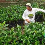 pemberdayaan petani mangrove