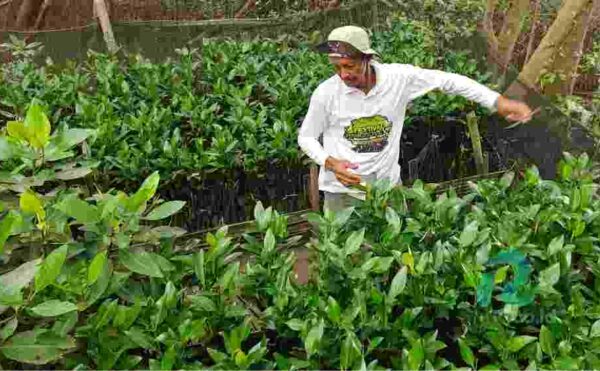 pemberdayaan petani mangrove