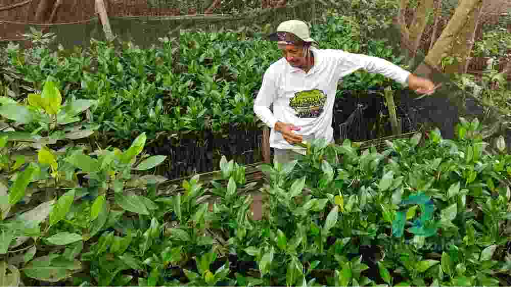 pemberdayaan petani mangrove