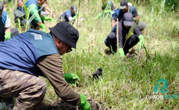 penanaman pohon pinus