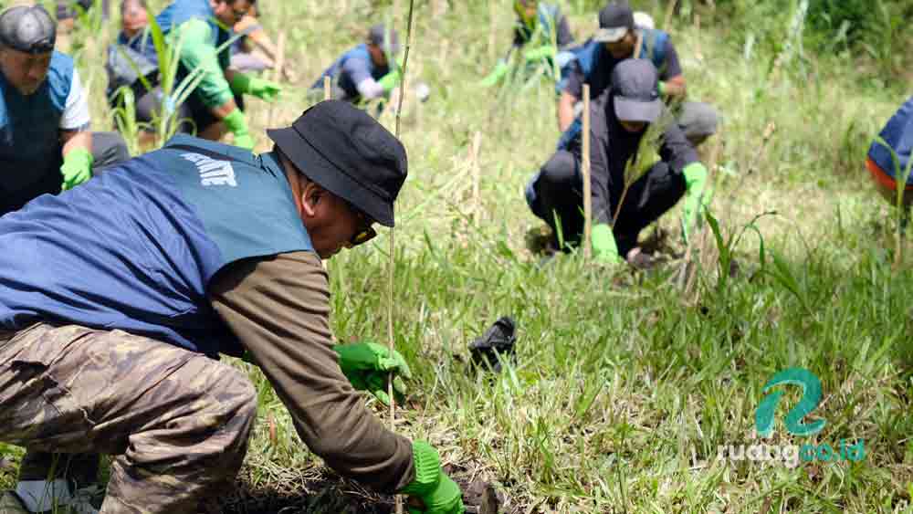 penanaman pohon pinus
