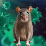 Hantavirus Sidoarjo