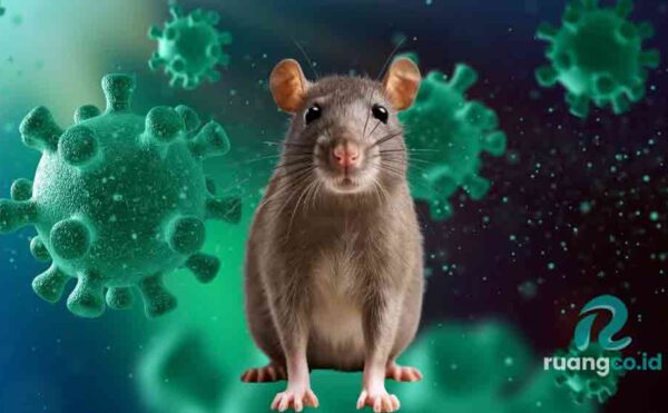 Hantavirus Sidoarjo