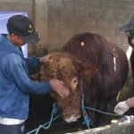 Sapi Limosin Prabowo Sidoarjo