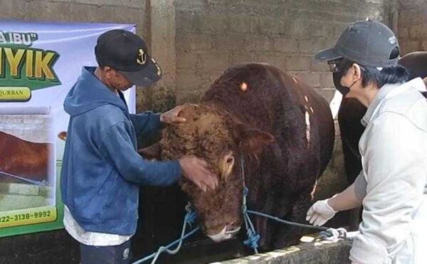 Sapi Limosin Prabowo Sidoarjo