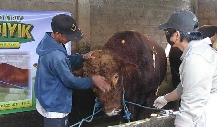 Sapi Limosin Prabowo Sidoarjo