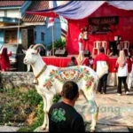 Hadiah Kambing Solek