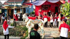 Hadiah Kambing Solek