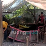 arena sabung ayam Ponokawan dibongkar