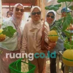 Petik Melon Hidroponik Candinegoro Sidoarjo