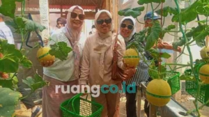 Petik Melon Hidroponik Candinegoro Sidoarjo
