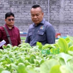 urban farming Surabaya